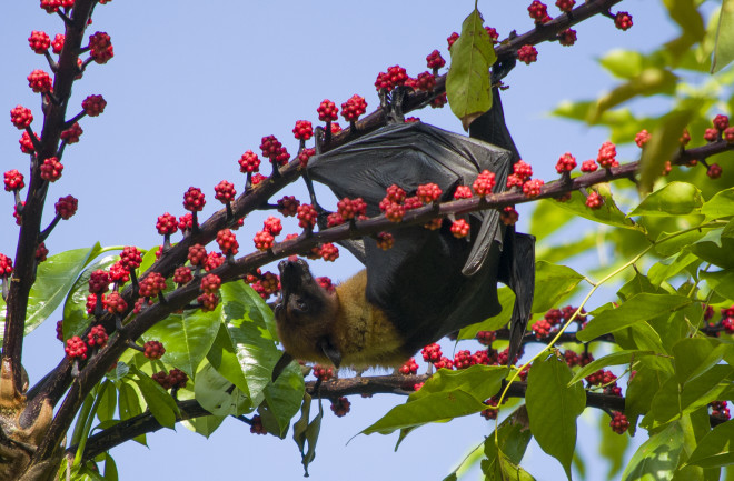 fruit bat eating small red fruit from a branch