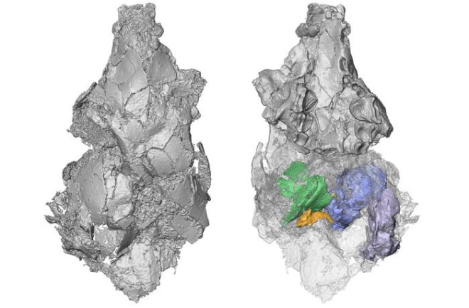 Three-dimensional model of the only known picrodontid skull 